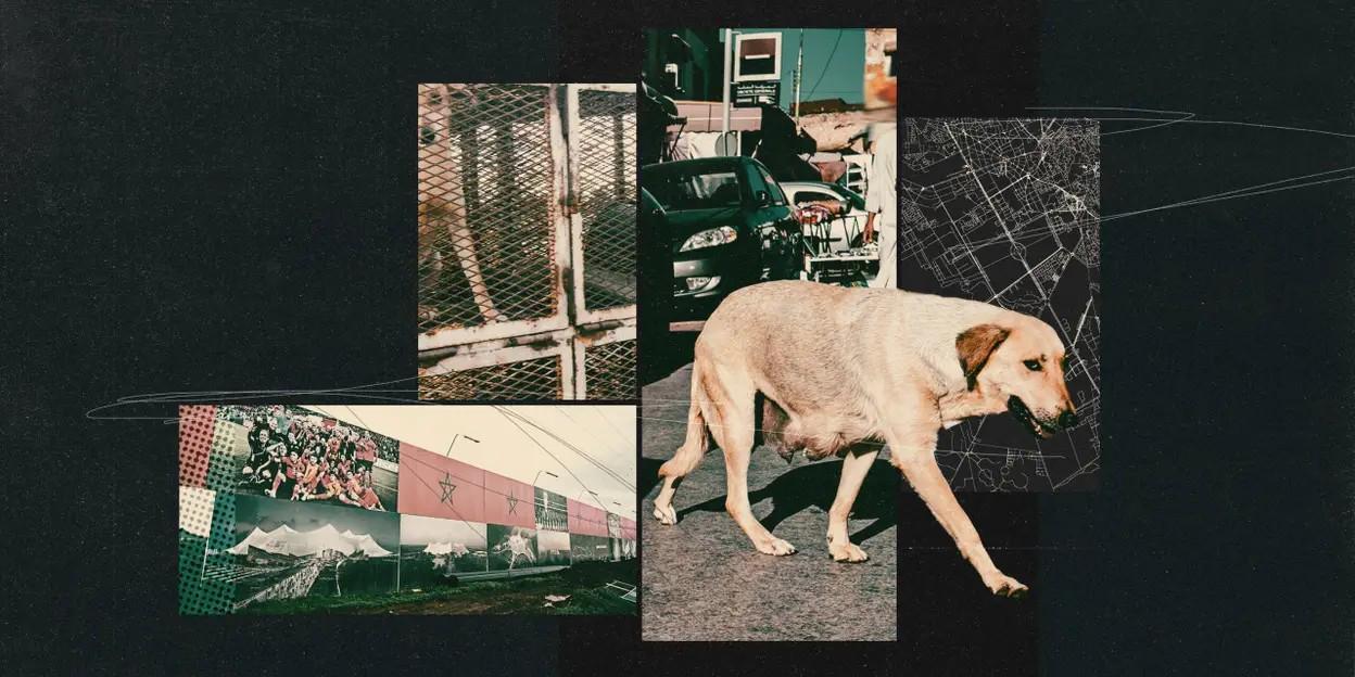 TA：为筹备2030年世界杯，摩洛哥正在全国范围内扑杀流浪狗